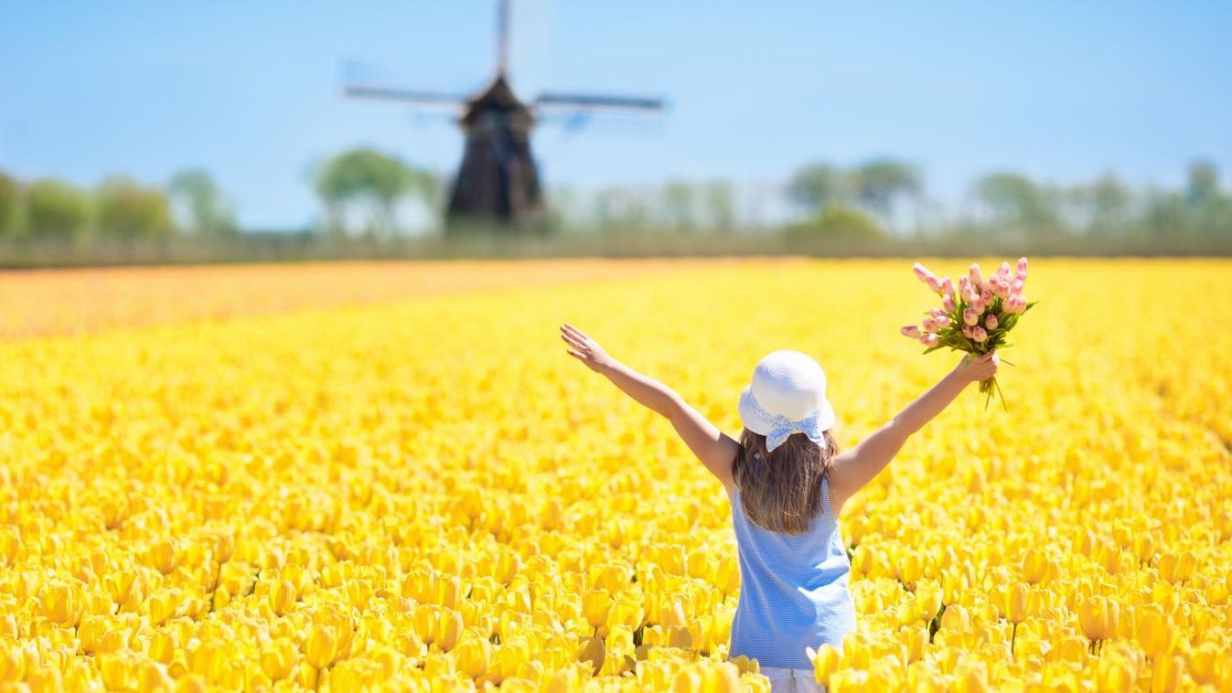A tulipánokra is veszélyt jelentenek a turisták