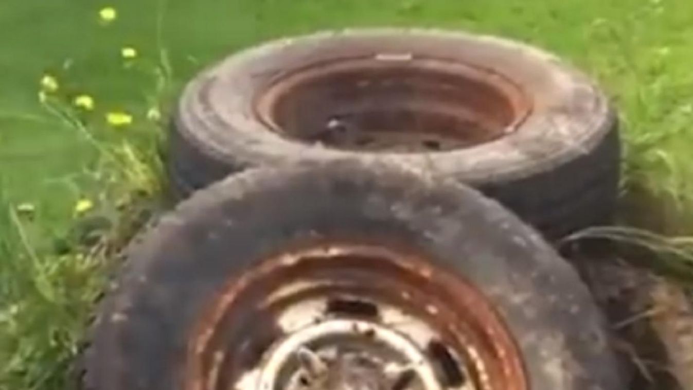 Kerékbe szorult a kíváncsi mosómaci (videó)