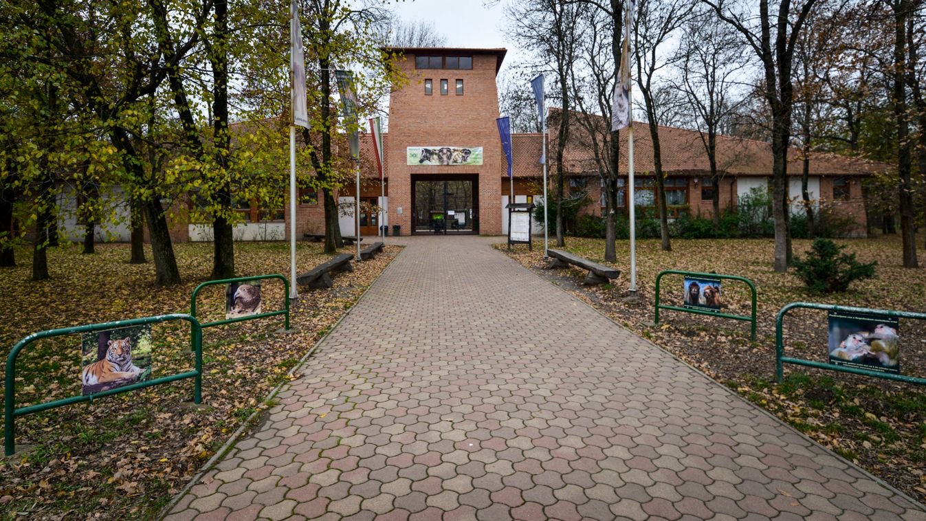 Pápaszemes pingvin kelt ki a Szegedi Vadasparkban