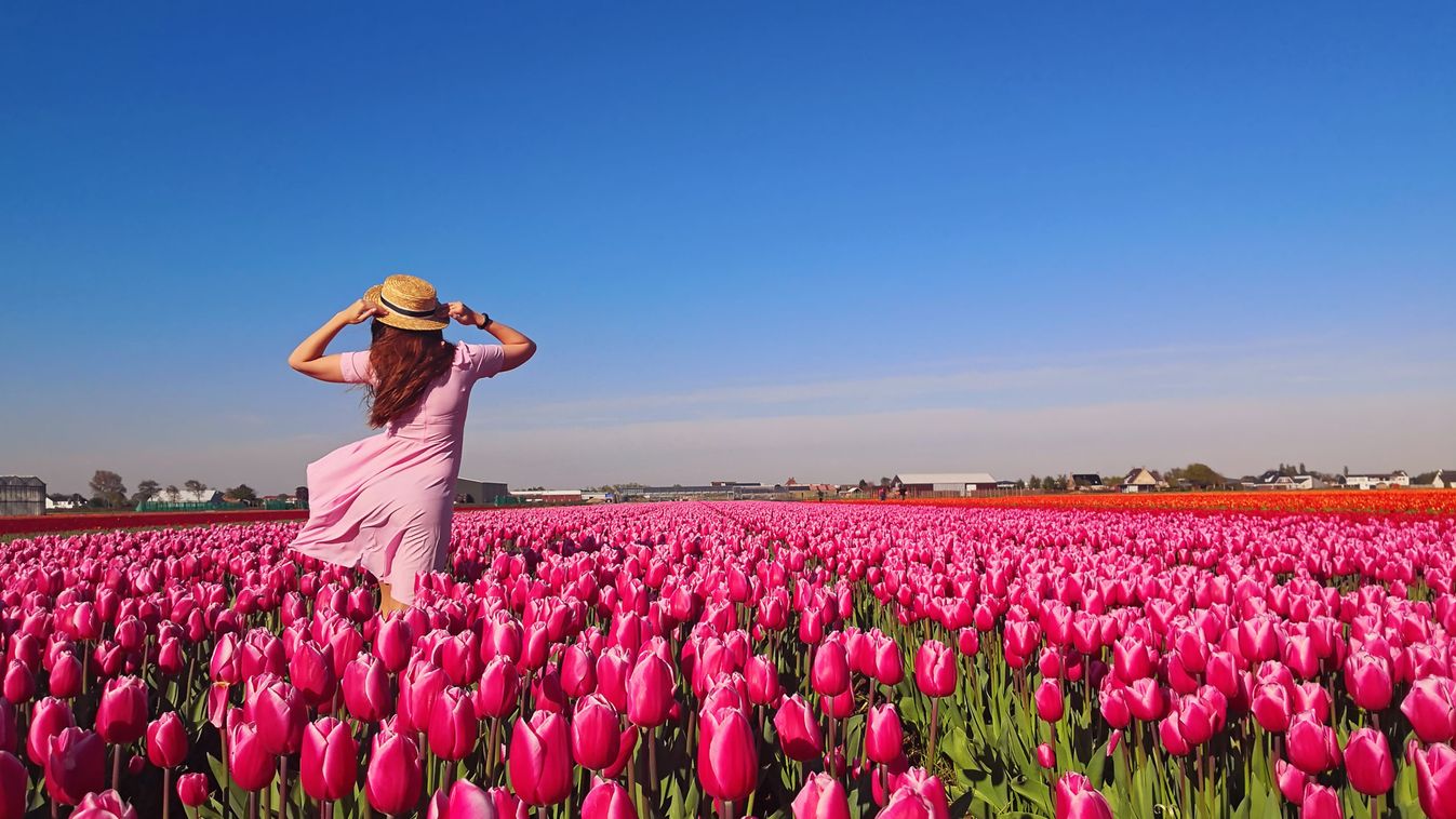 Tulipános kert nyílt Mórahalom határában