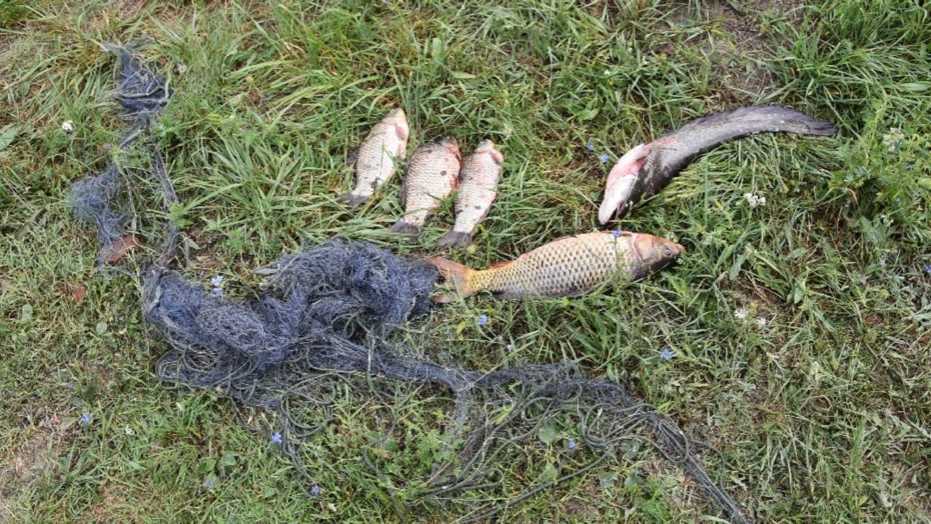 Nyakzó hálóra és haltetemekre bukkantak a Kutyatanyai-zsilipnél