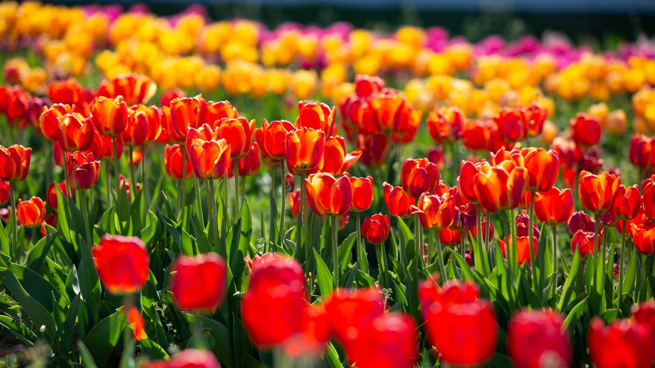 Megnyílt a tulipános kert Mórahalom határában