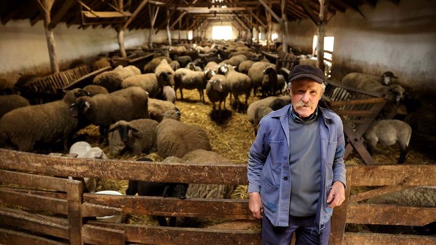 TEOL – Már megkezdődött a bárányok felvásárlása húsvétra