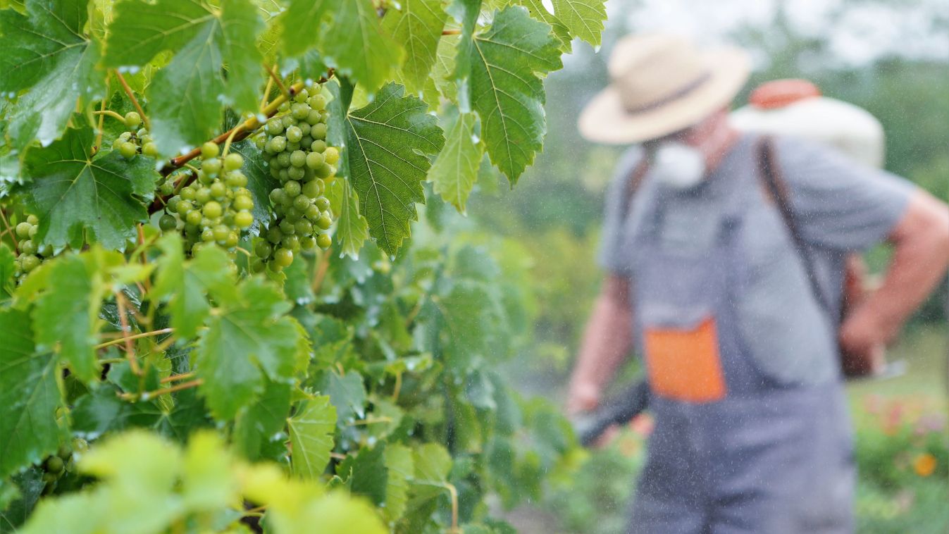 A peronoszpóra veszélyezteti a borvidéken a szőlőket, permetezni kell minél előbb