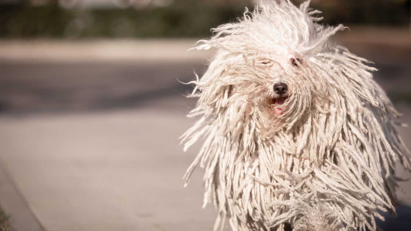 Komondor és Puli: így hívnak mostantól egy exobolygórendszert