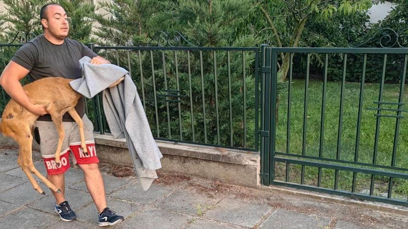Az őz is kiszabadult és a kerítés is megmaradt