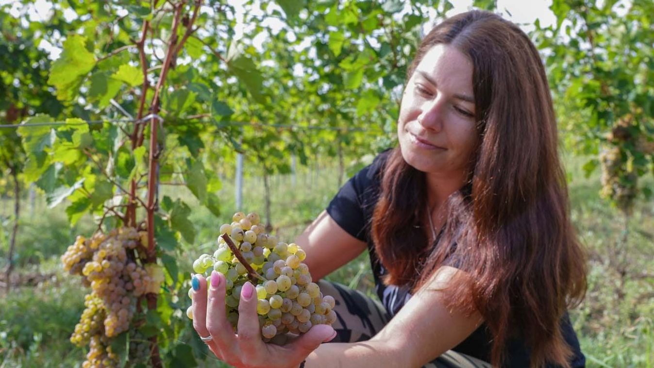 A felénél tart a szüret, az eső nem okozott nagy kárt