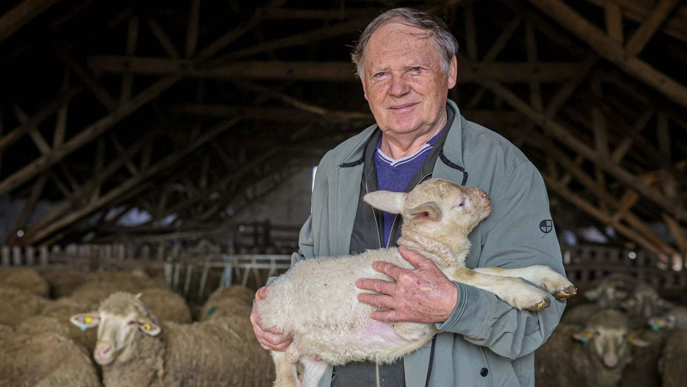 TEOL – Keresik a magyar bárányt, meg is fizetik az árát, kevés van belőlük