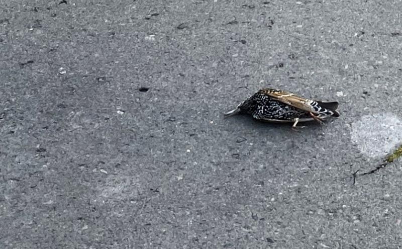 Elpusztult madarak tetemei hevertek a járdán Szekszárdon.