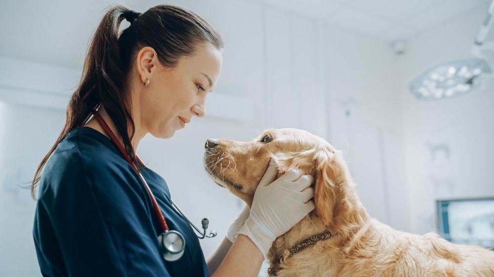 Beautiful,Female,Veterinarian,Petting,A,Noble,Golden,Retriever,Dog.,Healthy
nyári meleg védőoltások 