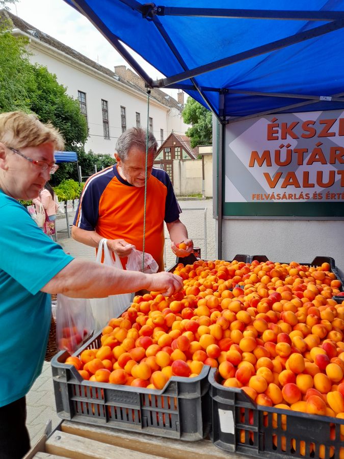 Az import sárgabarack letöri a magyar termelők árait