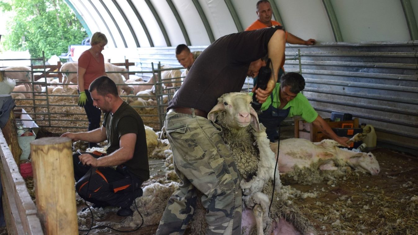 Kettő az egyben: birkanyírás és oltás