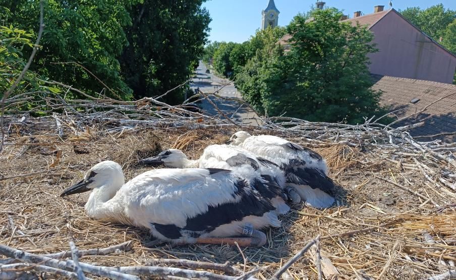 Három kis fehér gólya a gyűrűzés után