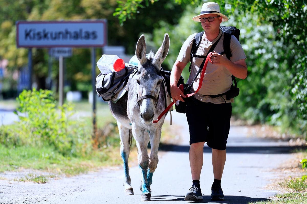 patrik, fanni, dunaföldvár, szamár