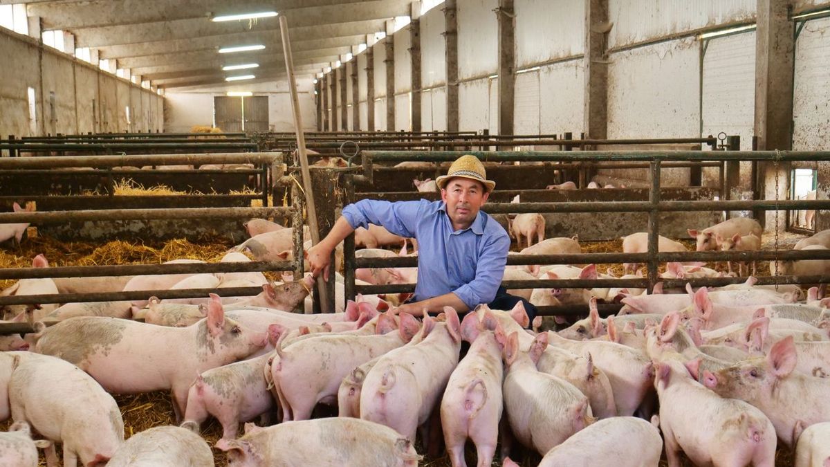 Sertés iránti kereslet nőtt, ugyanakkor egyre kevesebben akarnak a tartásával foglalkozni