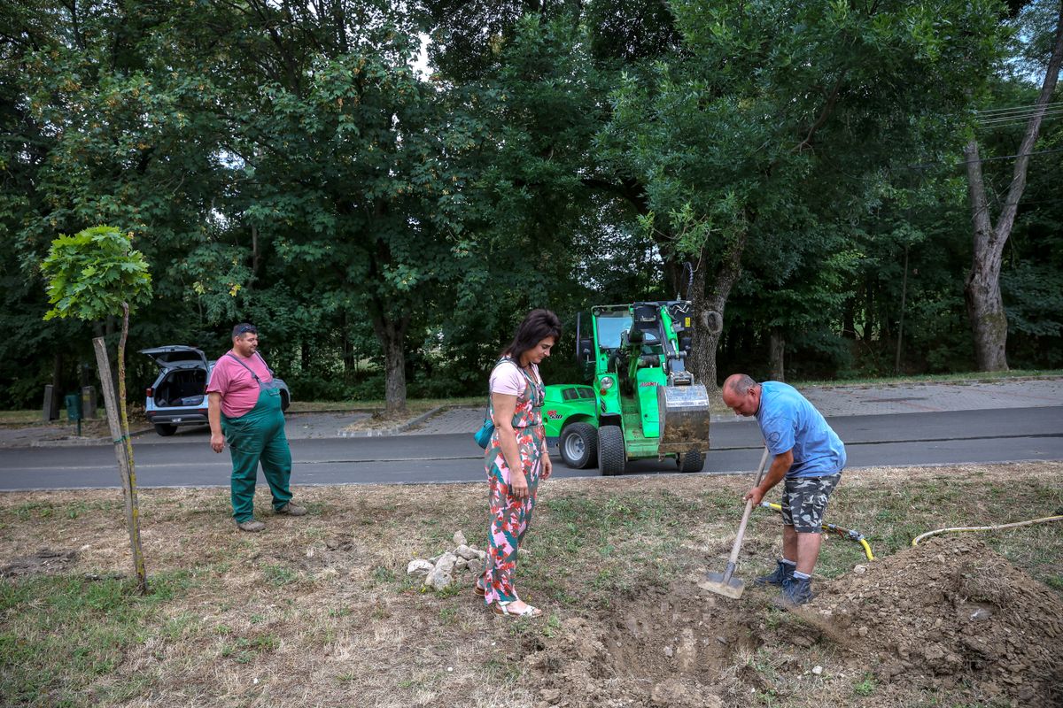 Galagonyák és juhar került a szekszárdi Kápolna térre. 