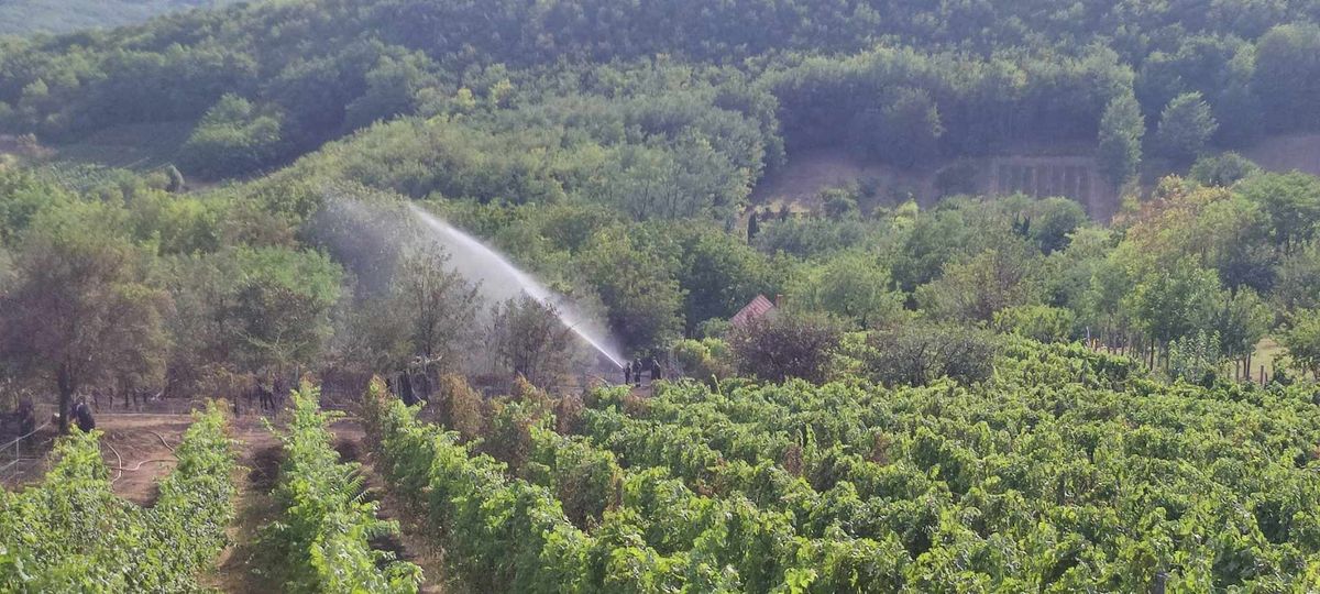 Többek között szőlő és aljnövényzet égett Szekszárdon, a Porkolábvölgyben