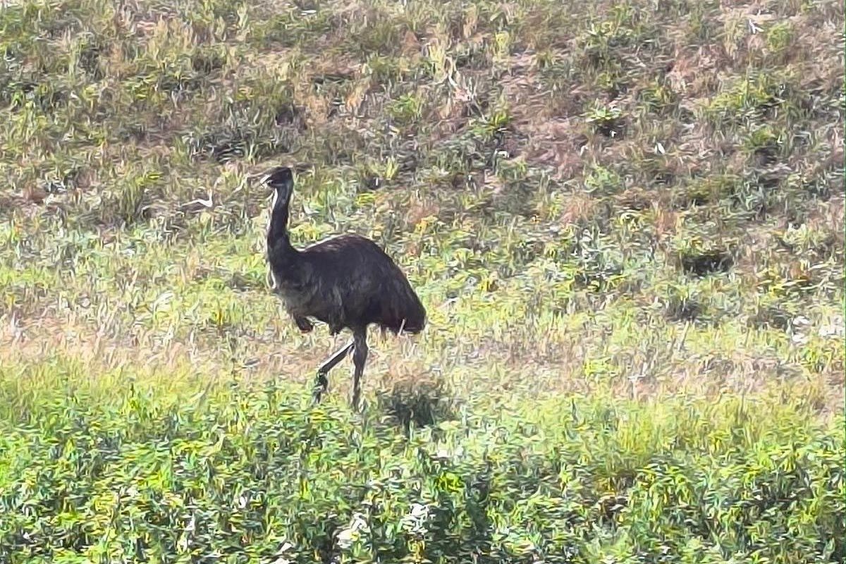 emu