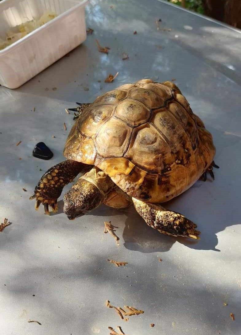 Az elkóborolt teknős egy szekszárdi ház udvarára "szökött be"-