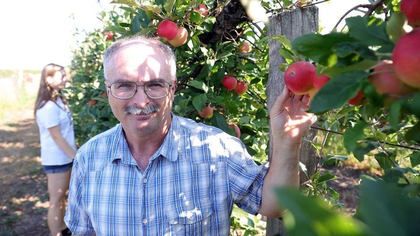 Az alma betakarítása is megkezdődött, kevesebb lesz belőle mint tavaly volt és az ára sem lesz olcsóbb, mondta Mihályi László