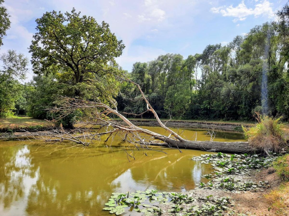 Ős– Sárvíz vízgazdálkodás