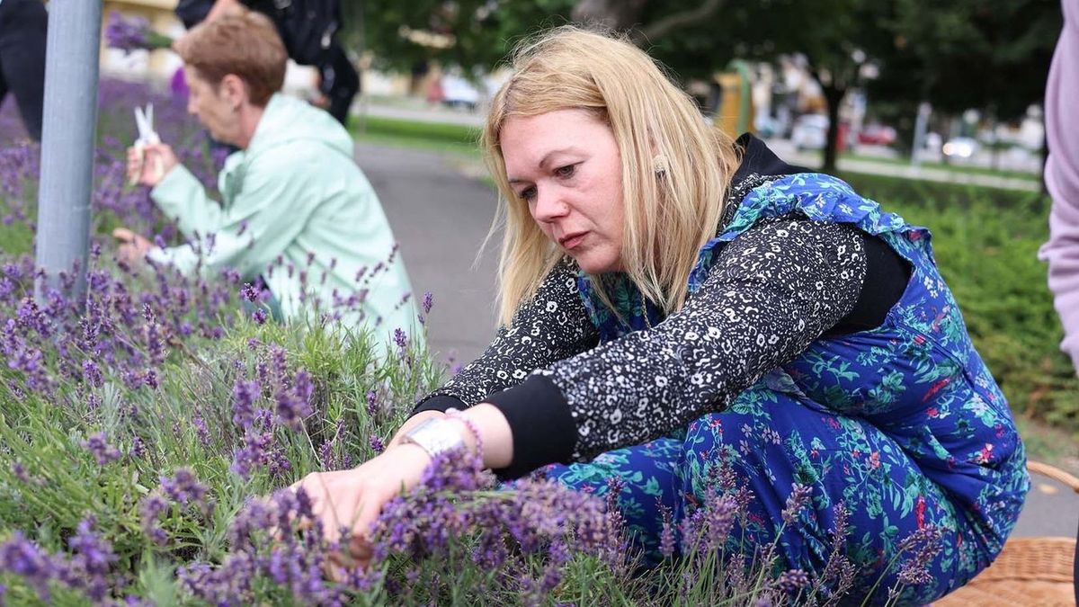 Eljött a levendula ültetés ideje, a régi bokrokat pedig érdemes visszavágni