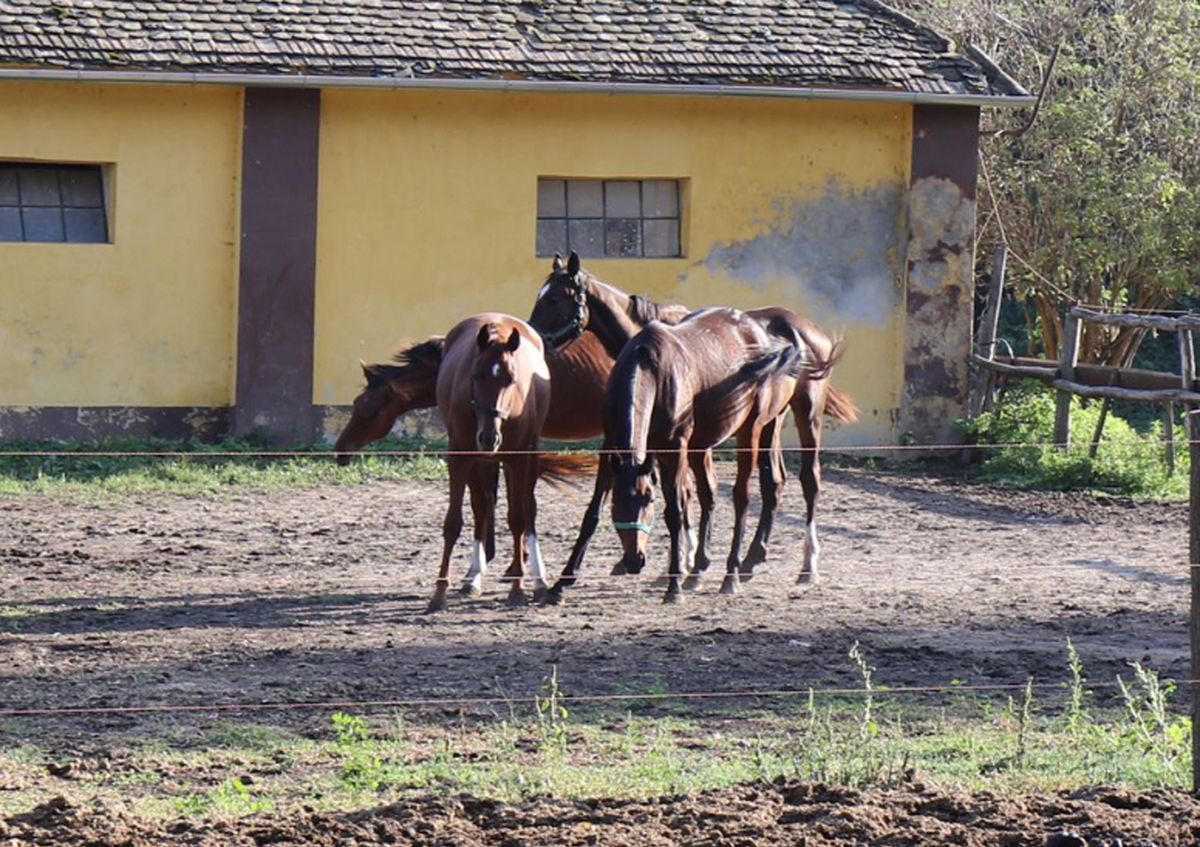 Néhány ló legelészik a sütvényi birtokon, az őszi napsütésben