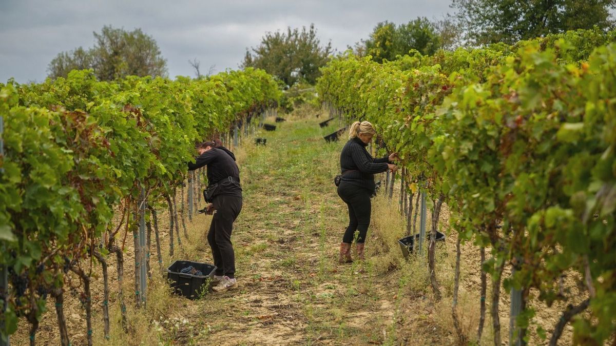 Nem kell a szőlő, bajban vannak a termelők a szekszárdi borvidéken