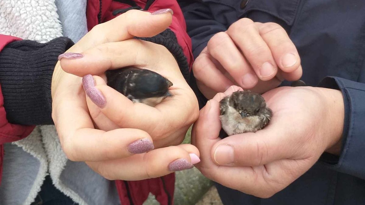 Gondoskodtak az átázott fecskékről a Tamási Rendőrkapitányság munkatársai