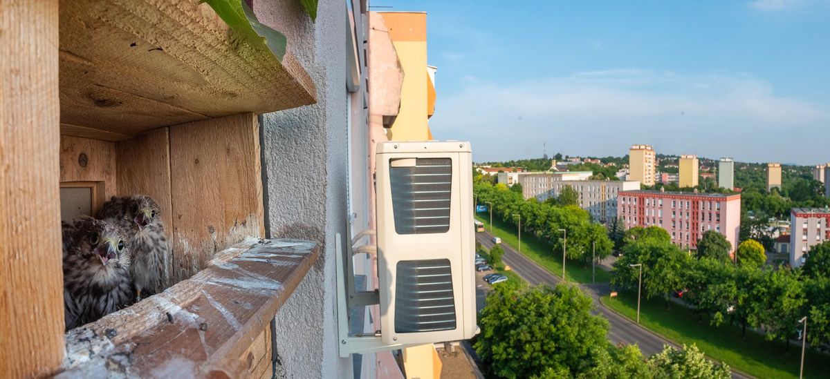 Szűcs Boldizsár Apartment, azaz Lakás című díjazott fotója