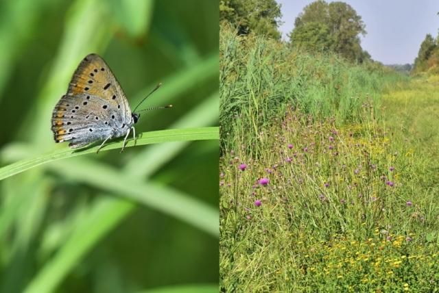 Rendkívül gazdag a Koppány-patak élővilága