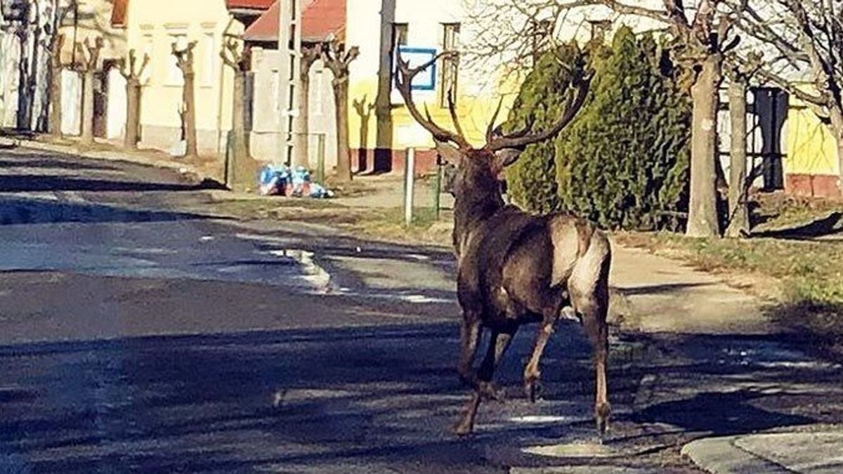 Párzási időszakban a vadak viselkedése megváltozik, a képen látható szarvas bikát idén, februárban a szekszárdi felsővárosban fotózták le