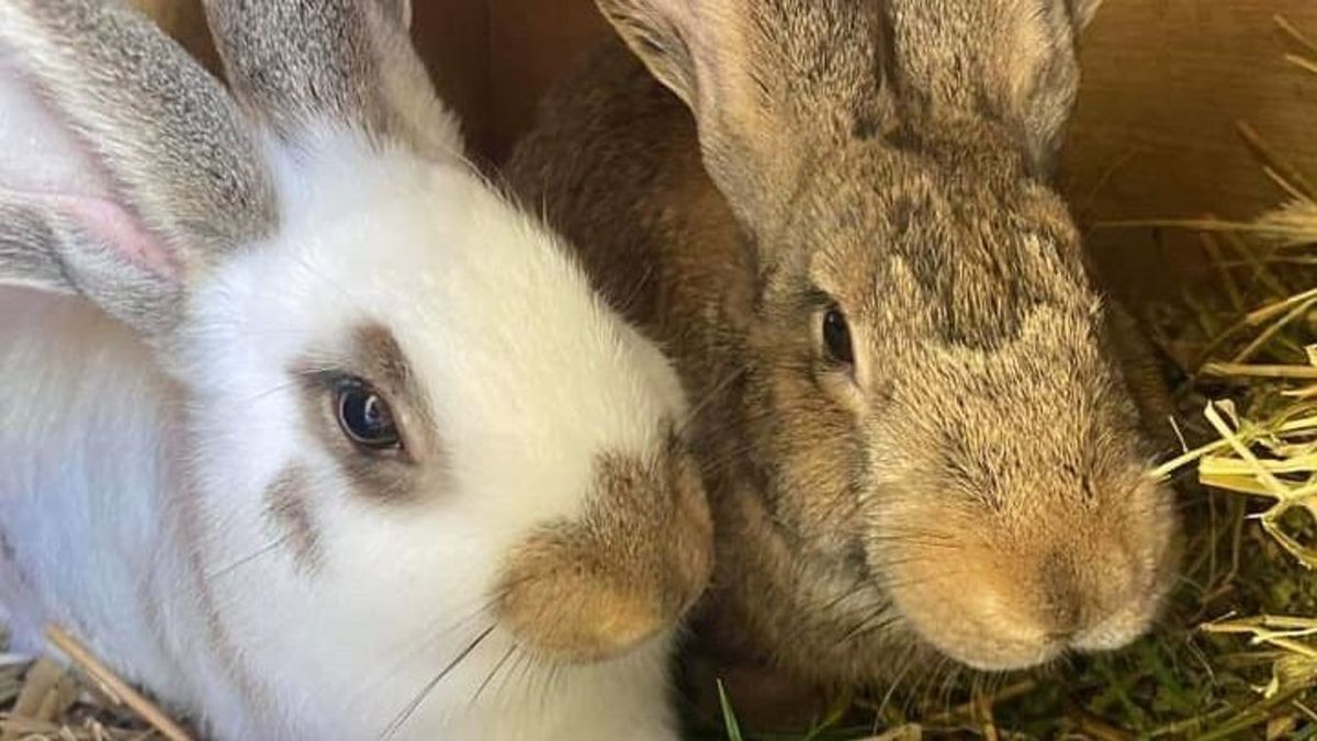 A fotón is látható házinyulakhoz hasonló jószágok borultak az útra Szekszárdnál.