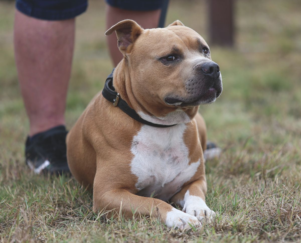 Két staffordshire bullterriert tartott az állatkínzás miatt kihallgatott fiatal