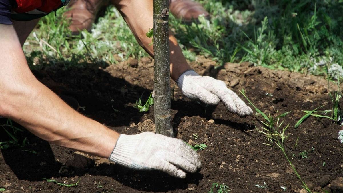 Szombaton rengeteg kültéri növényt ültetnek el Szekszárdon