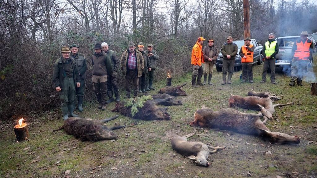 Tavaly több alkalommal zárult sikeresen a kiskertek védelmében indított terelővadászat