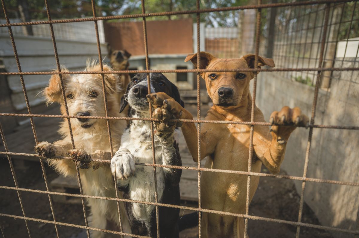 A kutyák számára megterhelő a szüntelen, erős hanghatás, amit a tűzijáték jelent