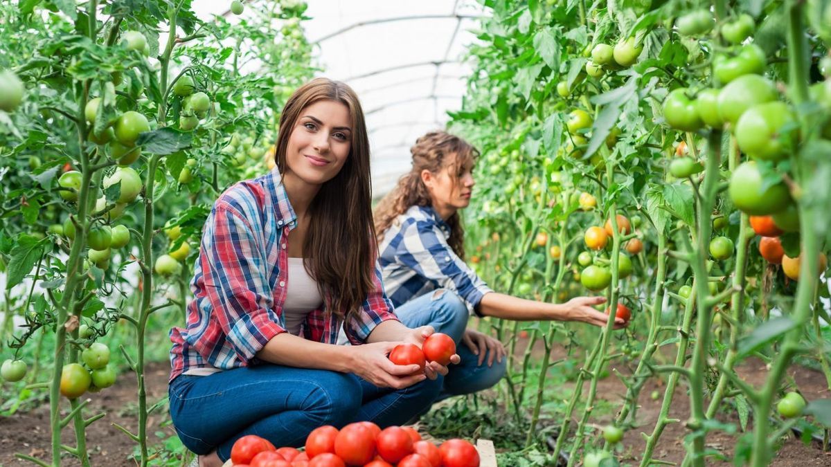 Nagy szükség van a diákmunkásokra a mezőgazdasági szezonális munkáknál