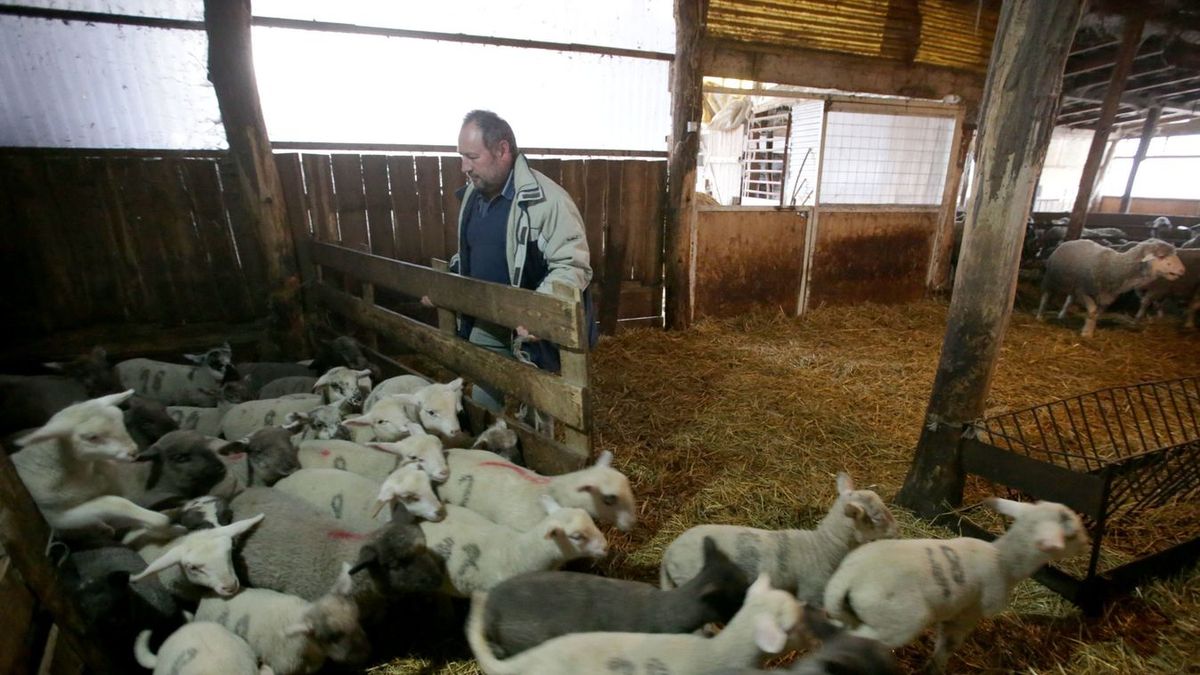 Bajusz Bálint bogyiszlói juhász szerint nagy baj lenne, ha nyakukon maradnának a bárányok a pestis miatt