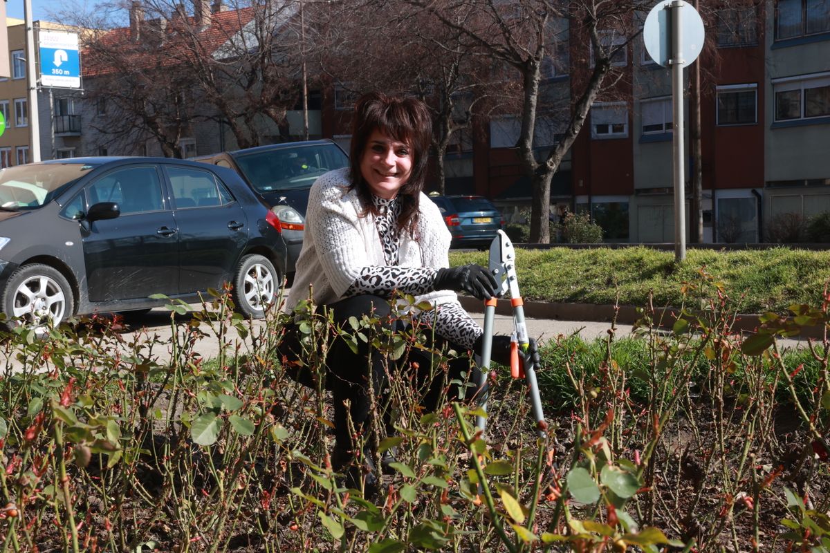 Spanyol Adrienn azt mondja, nem kell félni, amikor a rózsa metszésével van dolgunk