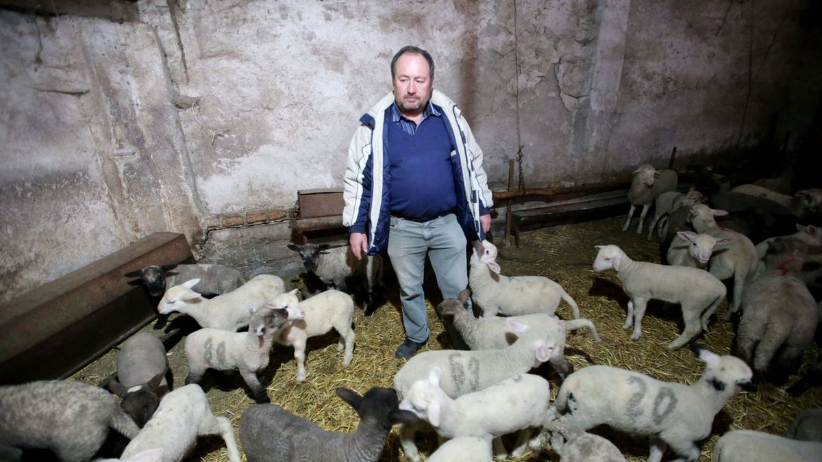 Száj- és körömfájás járvány megijesztette a Tolnai juhászokat is, mondta Bajusz Bálint bogyiszlói juhász