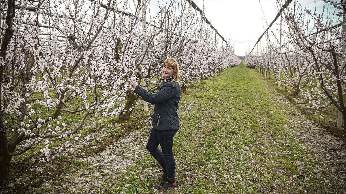 Teljes virágzásban vannak a korai sárgabarackfák, szerdán hajnalban mínusz hat fok várható, vajon ez mekkora kárt okoz majd?