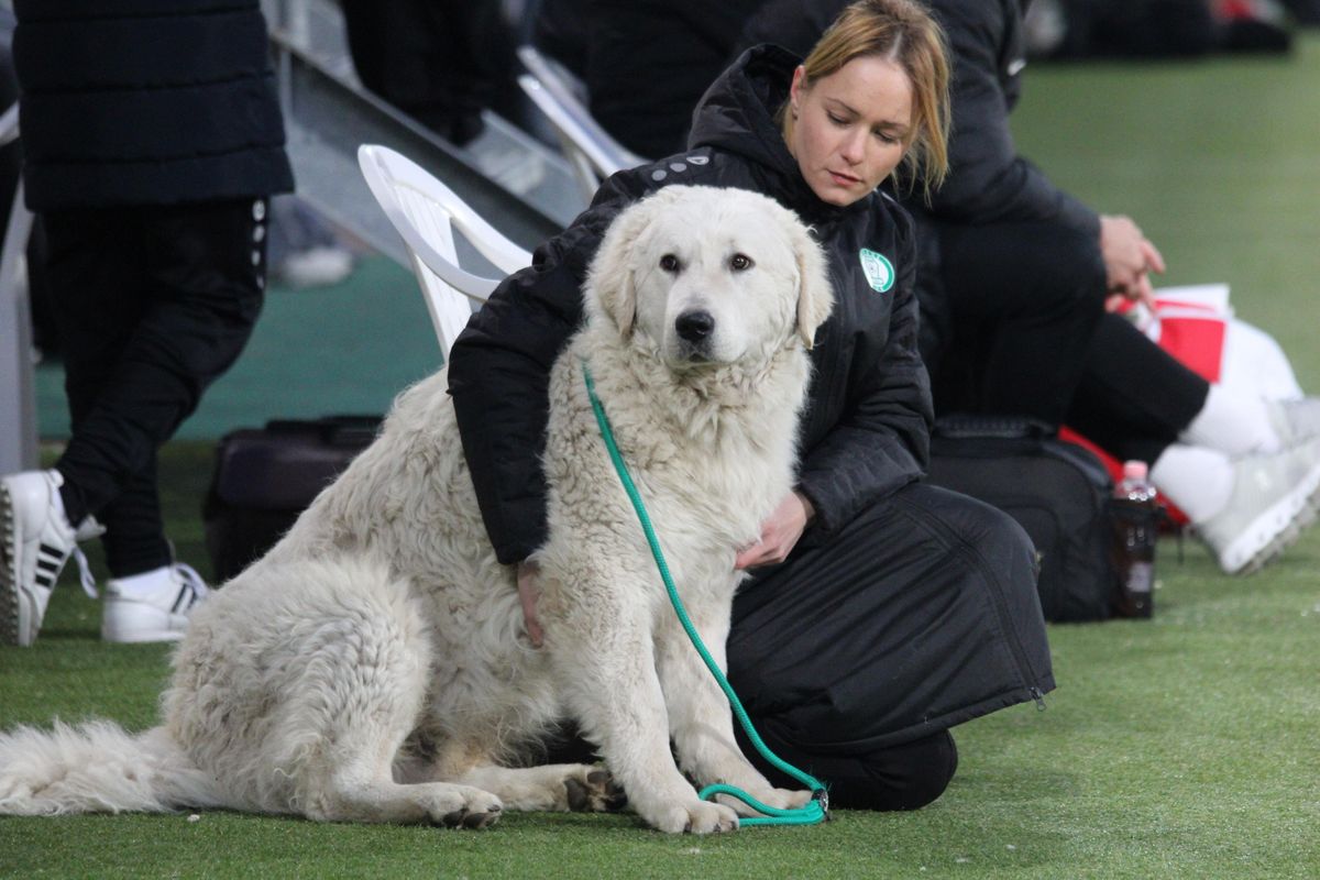 A tekintélyes kuvasz, Halasi-Szentiváni Dió „Hunor” gazdájával, Takács Sárával