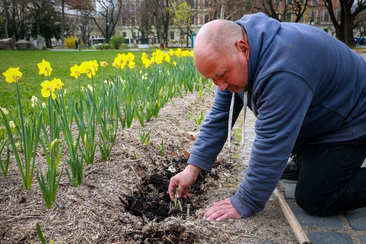 Szekszárd közterületeire több mint harmincezer növényt ültetnek ki az Alisca Terra munkatársai