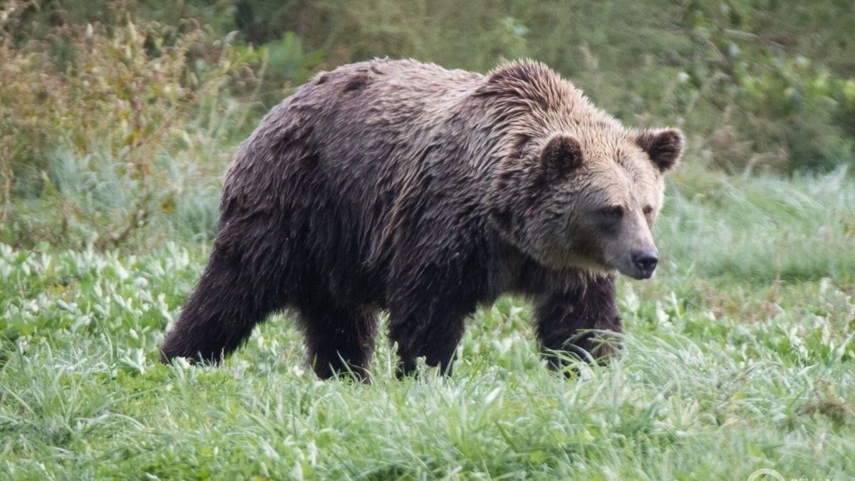 Égerszög közelében ütötte fel a fejét egy barnamedve (illusztráció)