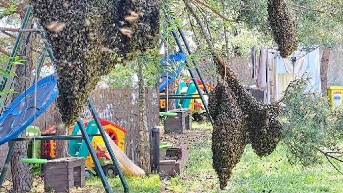 Méhrajok riogatják a környéket, tömegesen hagyják el a kaptárt