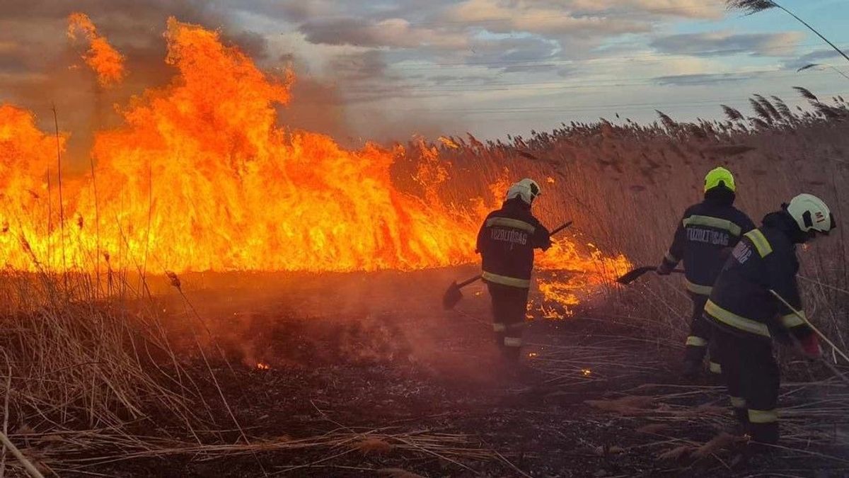 Háromszáz négyzetméteren lángolt az aljnövényzet és a bokrok