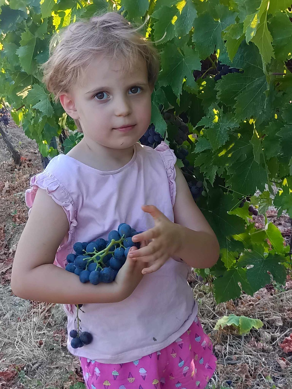 hamburgi muskotály, a hazai csemegeszőlő