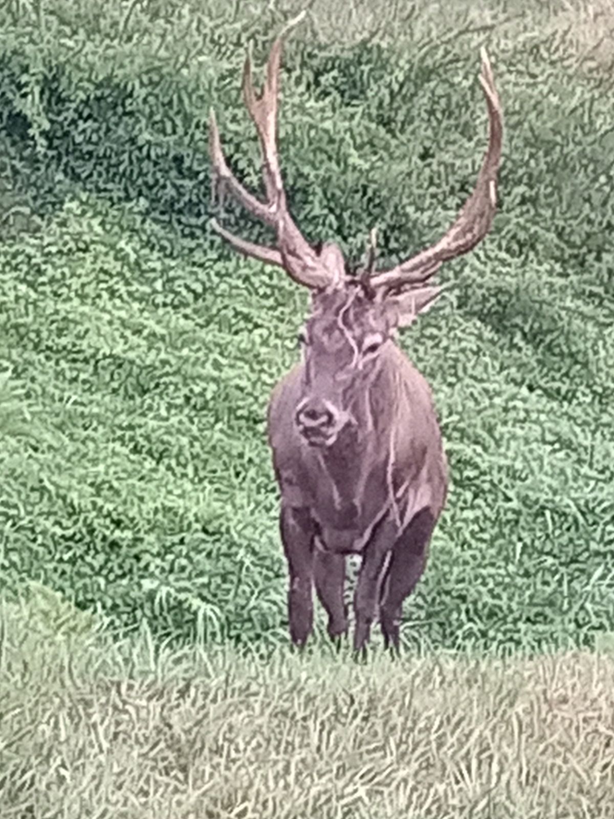 Rudolf szarvas jó helyen van