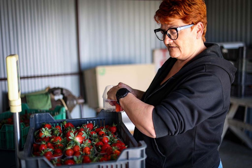 Fóliás eperből is a hazai az igazi, már van belőle